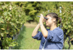 Fotografie: Winzerin Christine Wolfram misst den Oechslegehalt der Trauben.