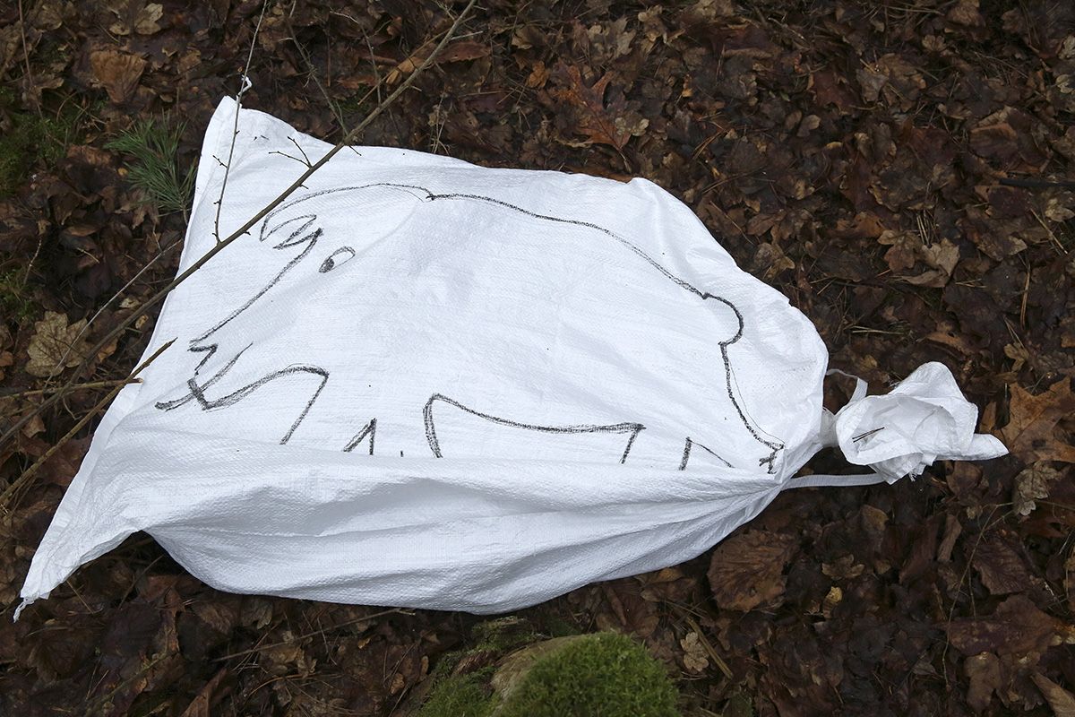 Das Aushilfsschwein bei der Schweinpestübung des Umweltamtes