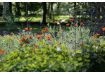 Fotografie - blühender Mohn