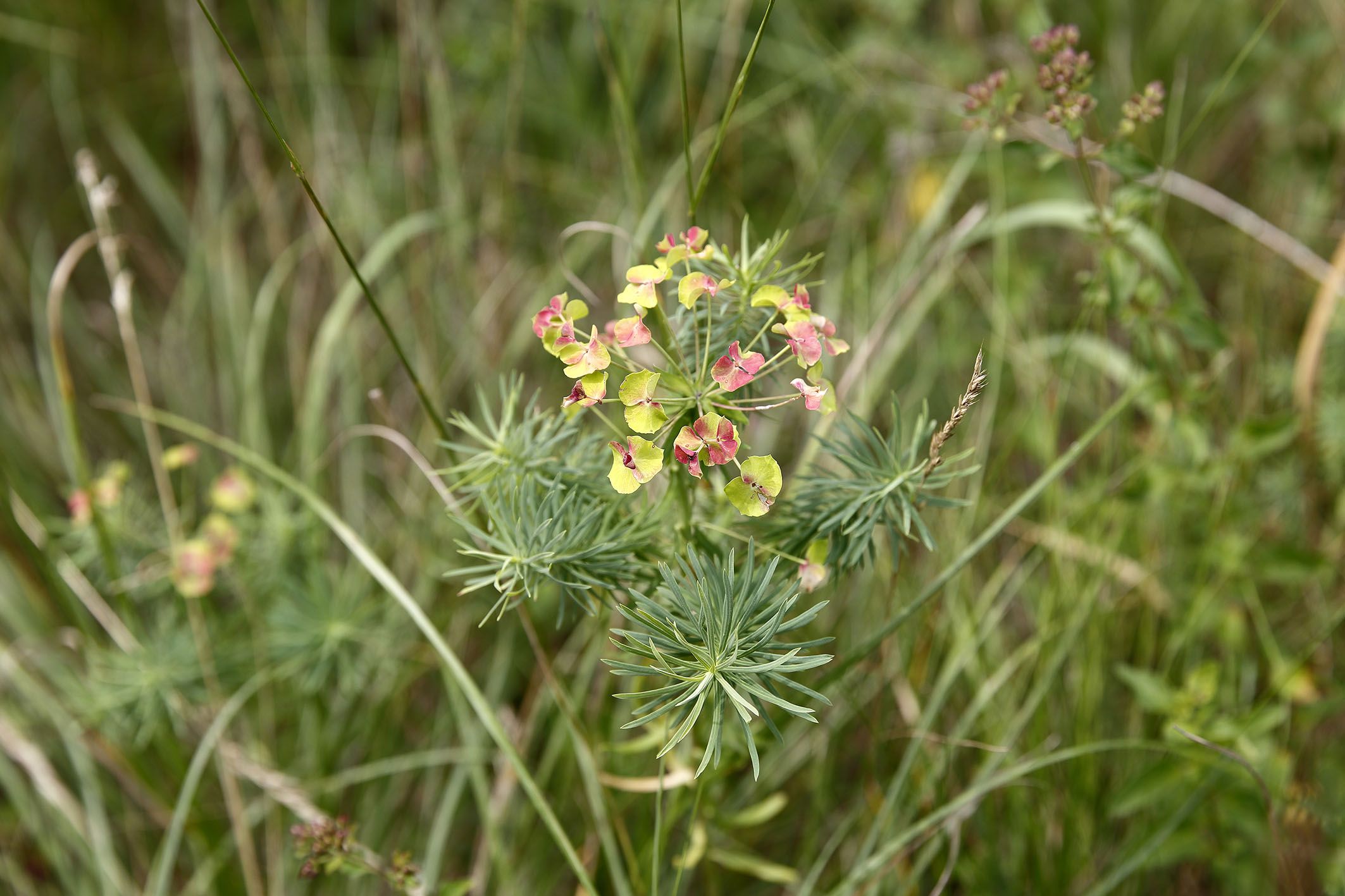 Keilsteiner Hang - Blumen