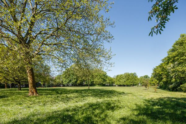 Fotografie - Wiese