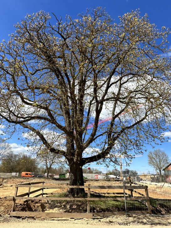 Foto, Baum, Prinz-Leopold-kaserne