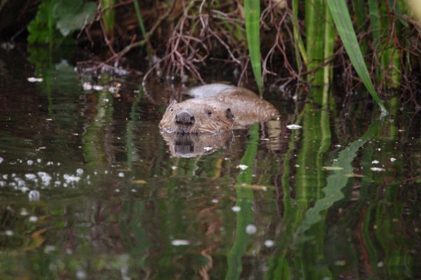 Biber schwimmt im Wasser