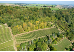 Fotografie: Luftaufnahme städtischer Weinberg