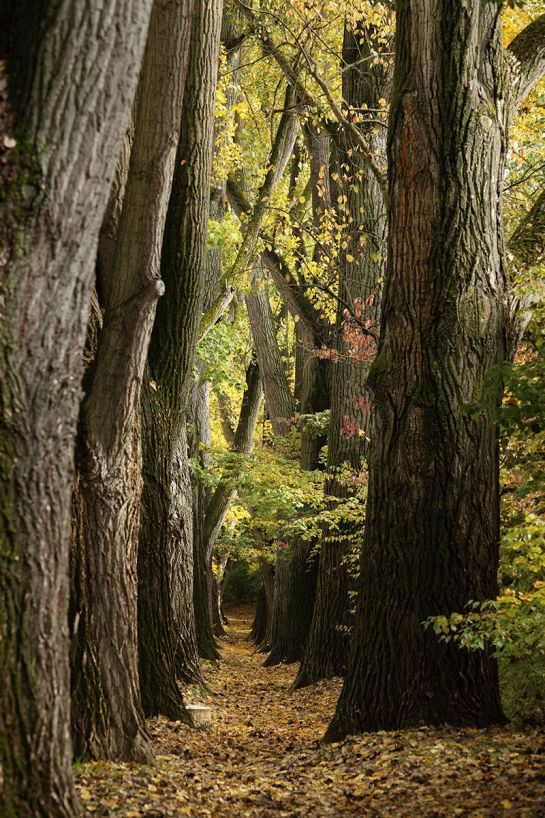 Fotografie - Weg durch Pappel-Allee mit buntem Herbstlaub