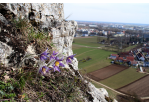 Pulsatilla Vulgaris am Fellinger Berg