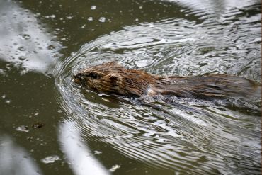 Fotografie: Ein Biber im Aubach im Schutzgebiet Weintinger Hölzl