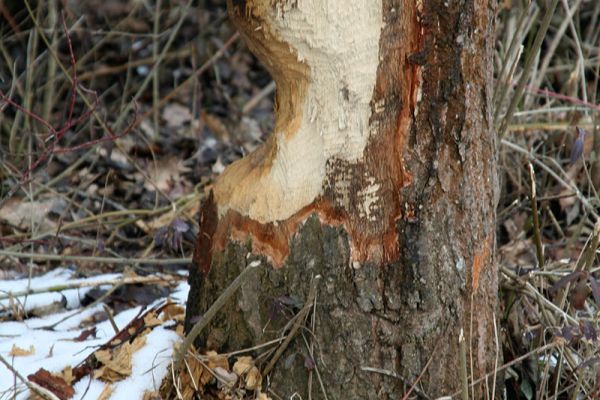 Biber - Abgesägter Baum