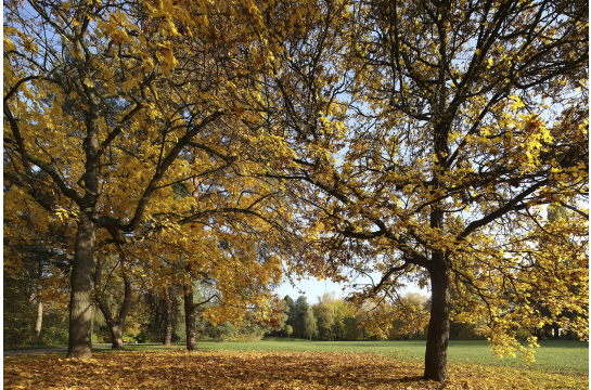 Fotografie: Goldene Ahornbäume leuchten in der Herbstsonne.