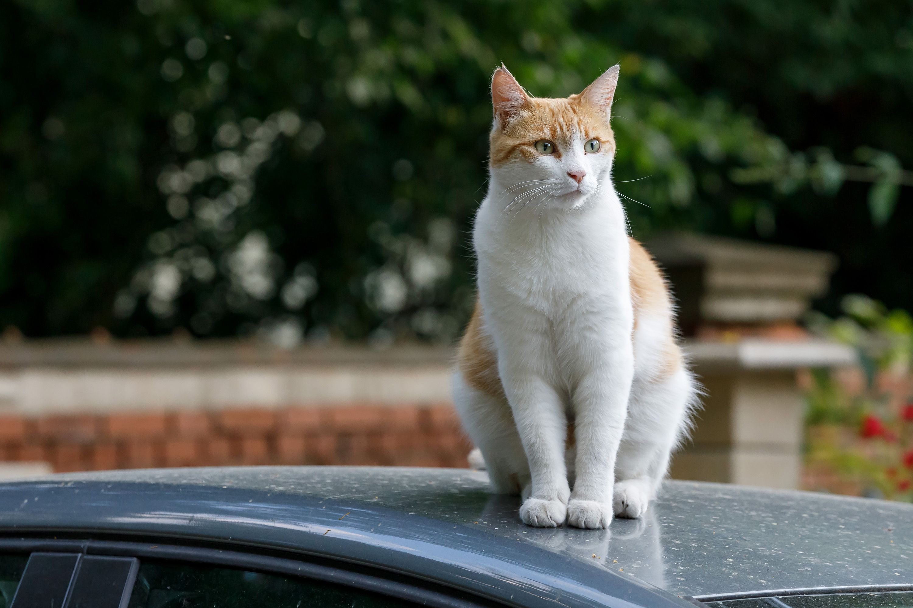 Fotografie – eine Katze sitzt auf einem Autodach