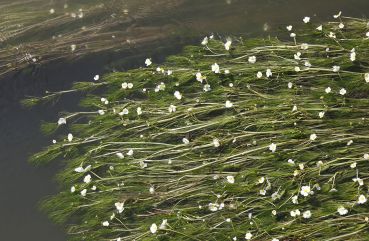 Als hätte hier ein impressionistischer Maler seinen Pinsel ins Wasser getaucht: Der Flutende Wasserhahnenfuß im Donauarm