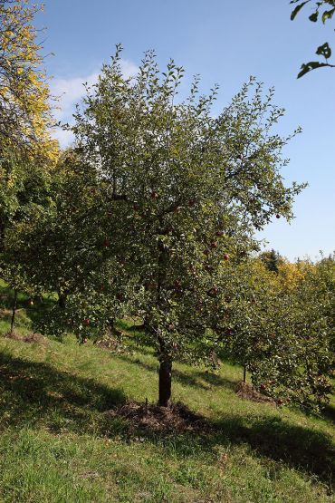 Lebensräume - Streuobstwiese
