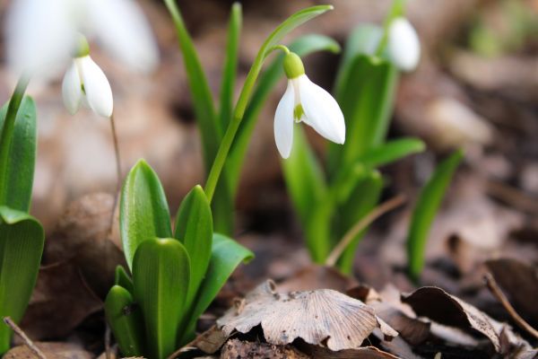 KKB 27. März Der Frühling naht