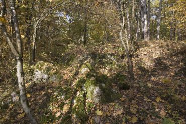 Naturschutzgebiet Brandlberg - Bannwald