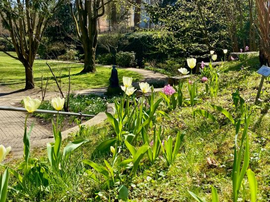 Fotografie: Blüte von Zwiebelblumen im Herzogspark