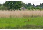 Fotografie - Reh im Park