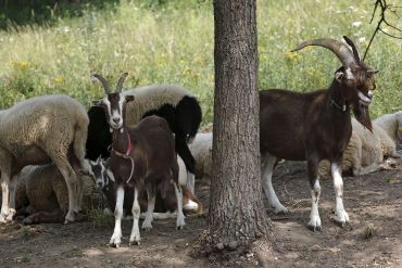 Keilsteiner Hang - Ziegen und Schafe