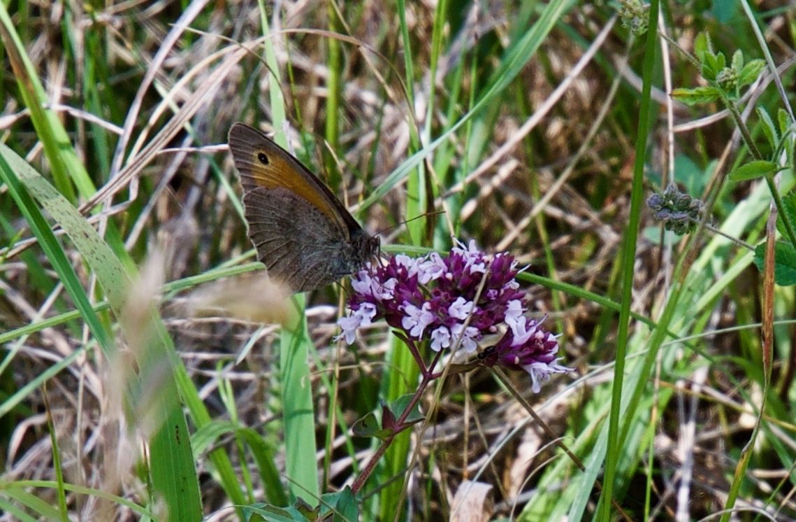 Keilsteiner Hang - Schmetterling