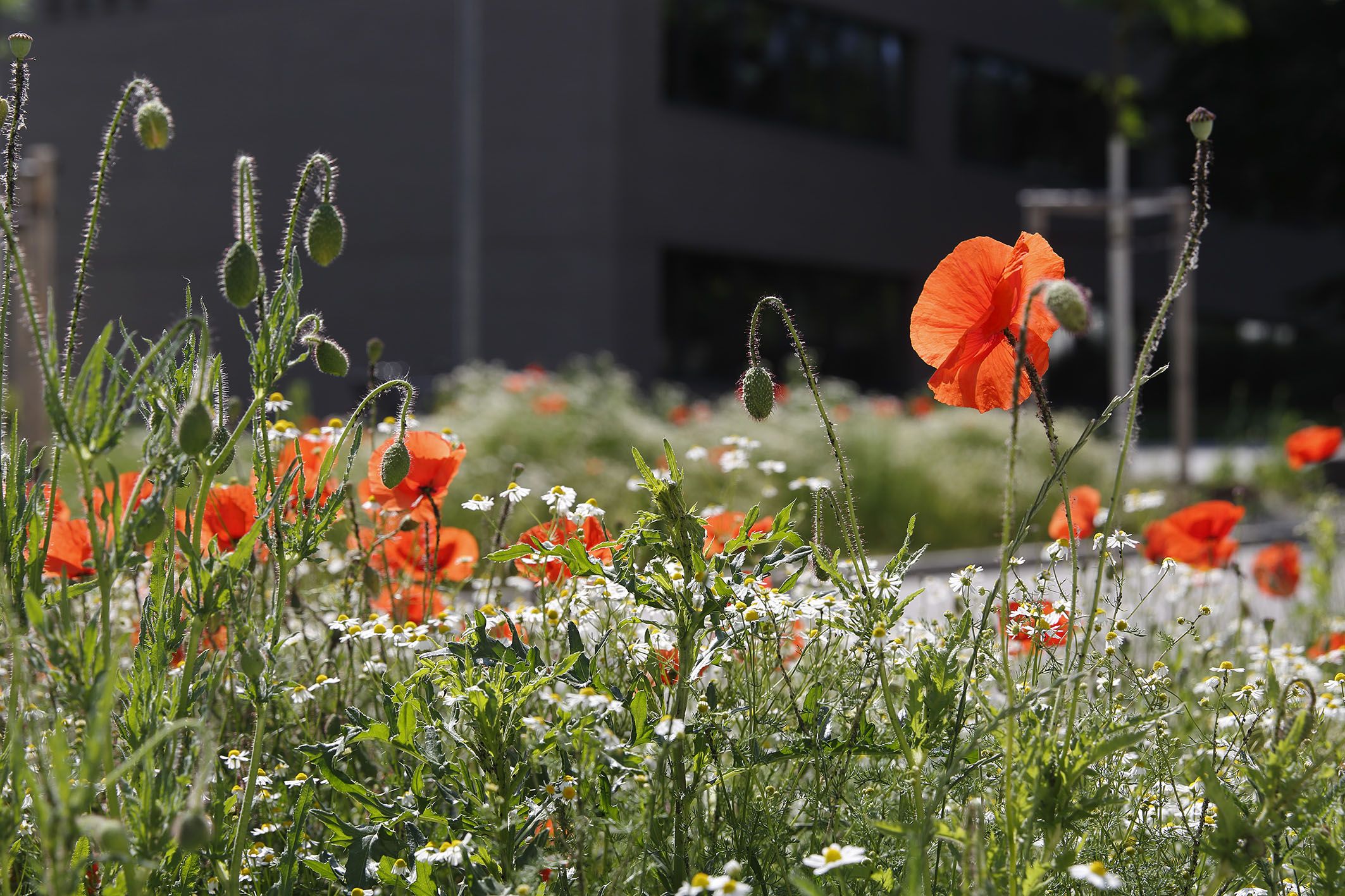 Neben der Straße blüht es auf - Rote Blumen