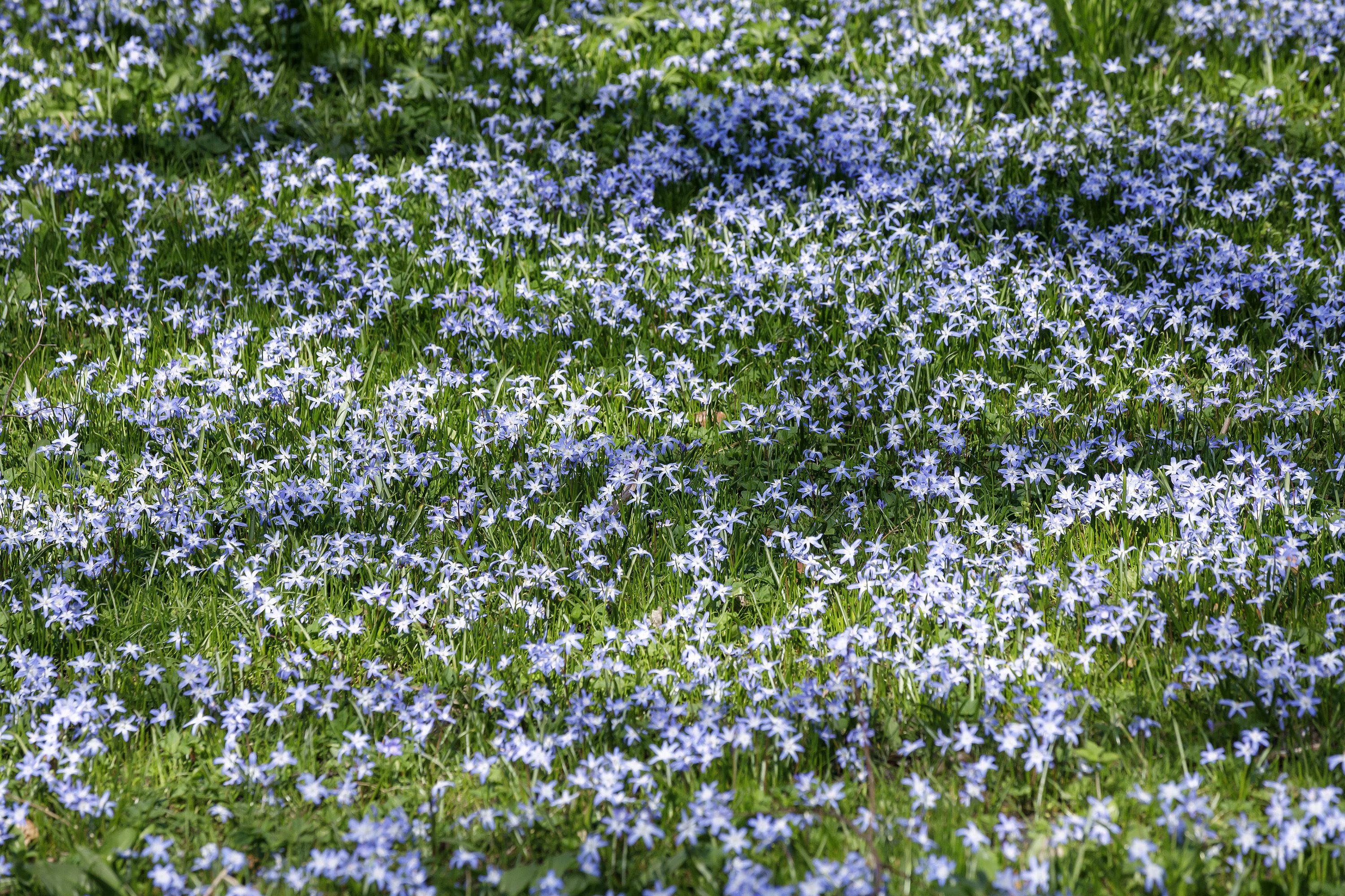 Fotografie: Lila Blumen
