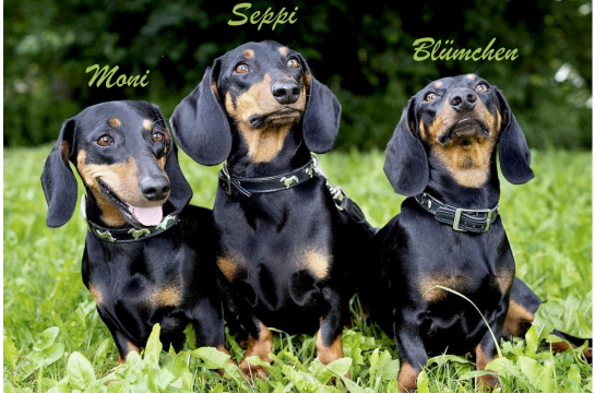 Fotografie: Dackeltrio Moni, Seppi und Blümchen