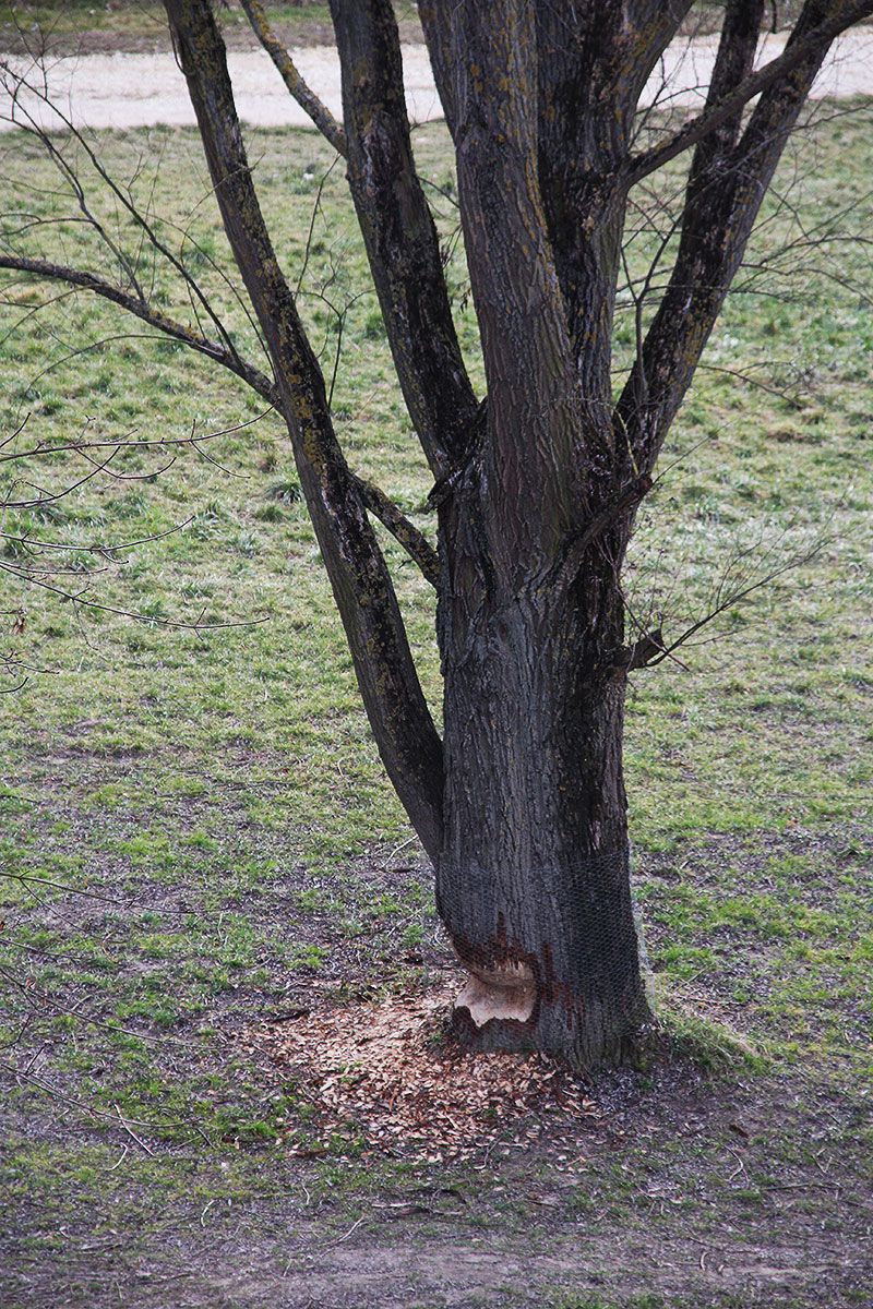 Biber - Angenagter Baum 2
