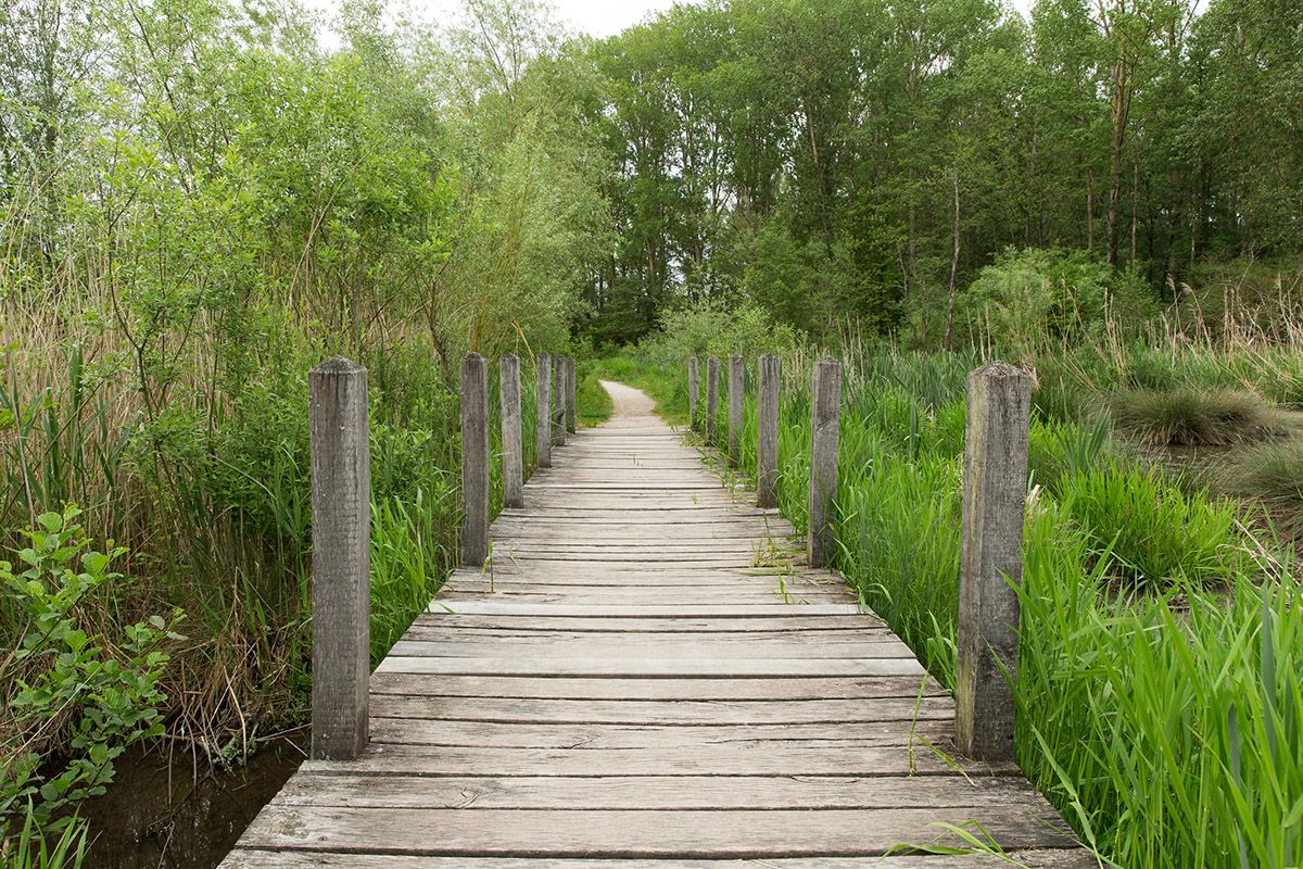 Fotografie - Bohlenweg im Park