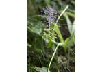 Schopfige Traubenhyazinthe – auch diese seltene Pflanze findet man im Naturschutzgebiet. © Bilddokumentation Stadt Regensburg
