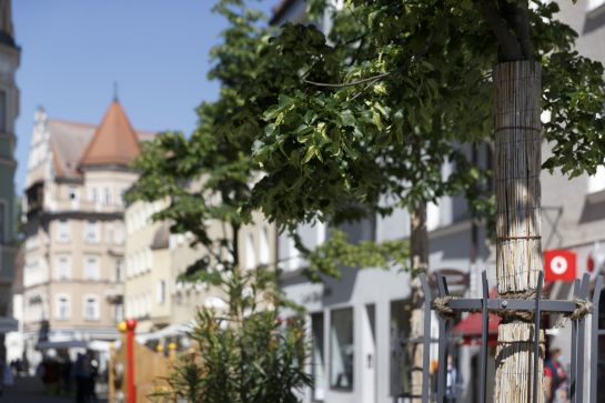 Fotografie: Begrünung Innenstadt