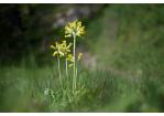 Schlüsselblumen säumen im Frühjahr den Weg.