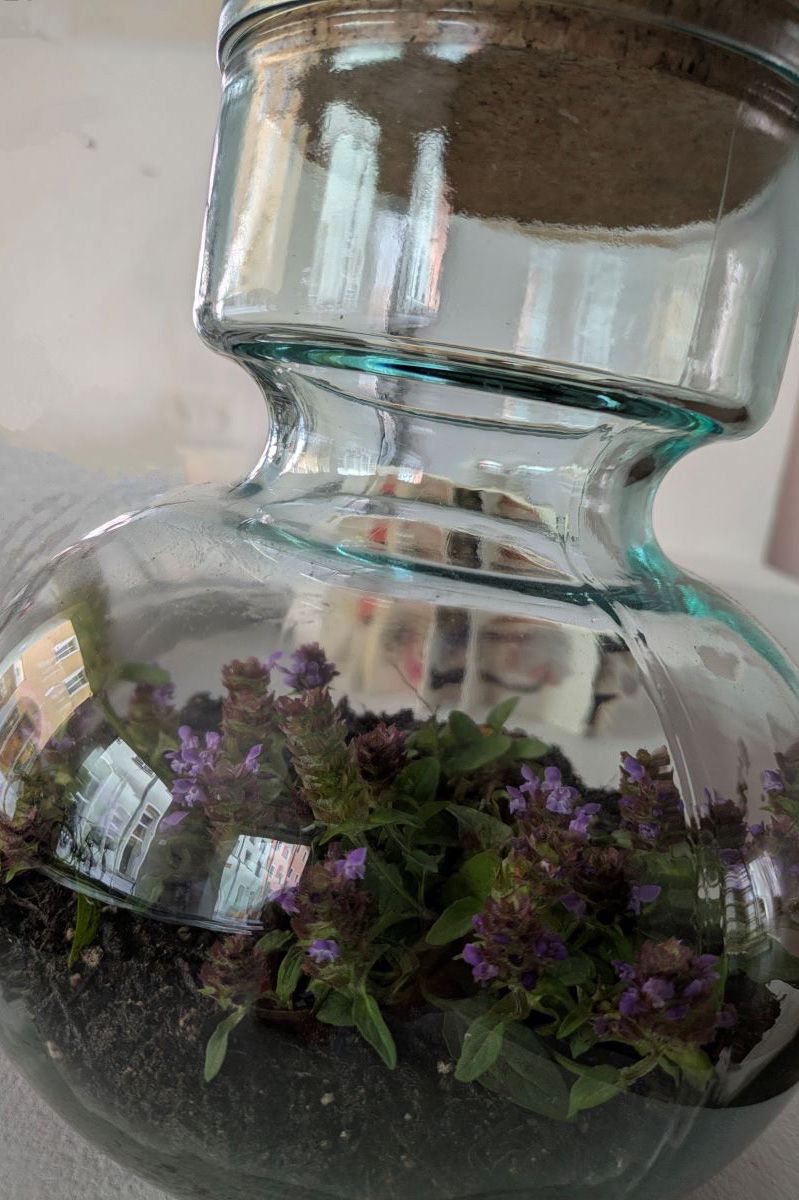 Fotografie - Pflanzen im Glas