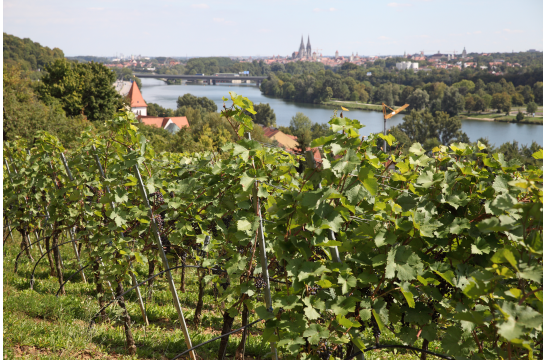 Ausblick von Winzer auf die Altstadt