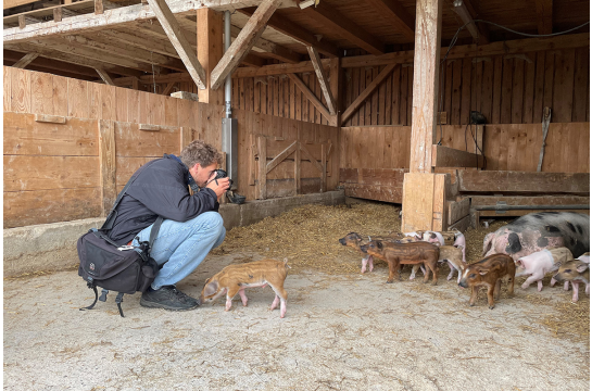 Ein Fotograf fotografiert Schweinchen