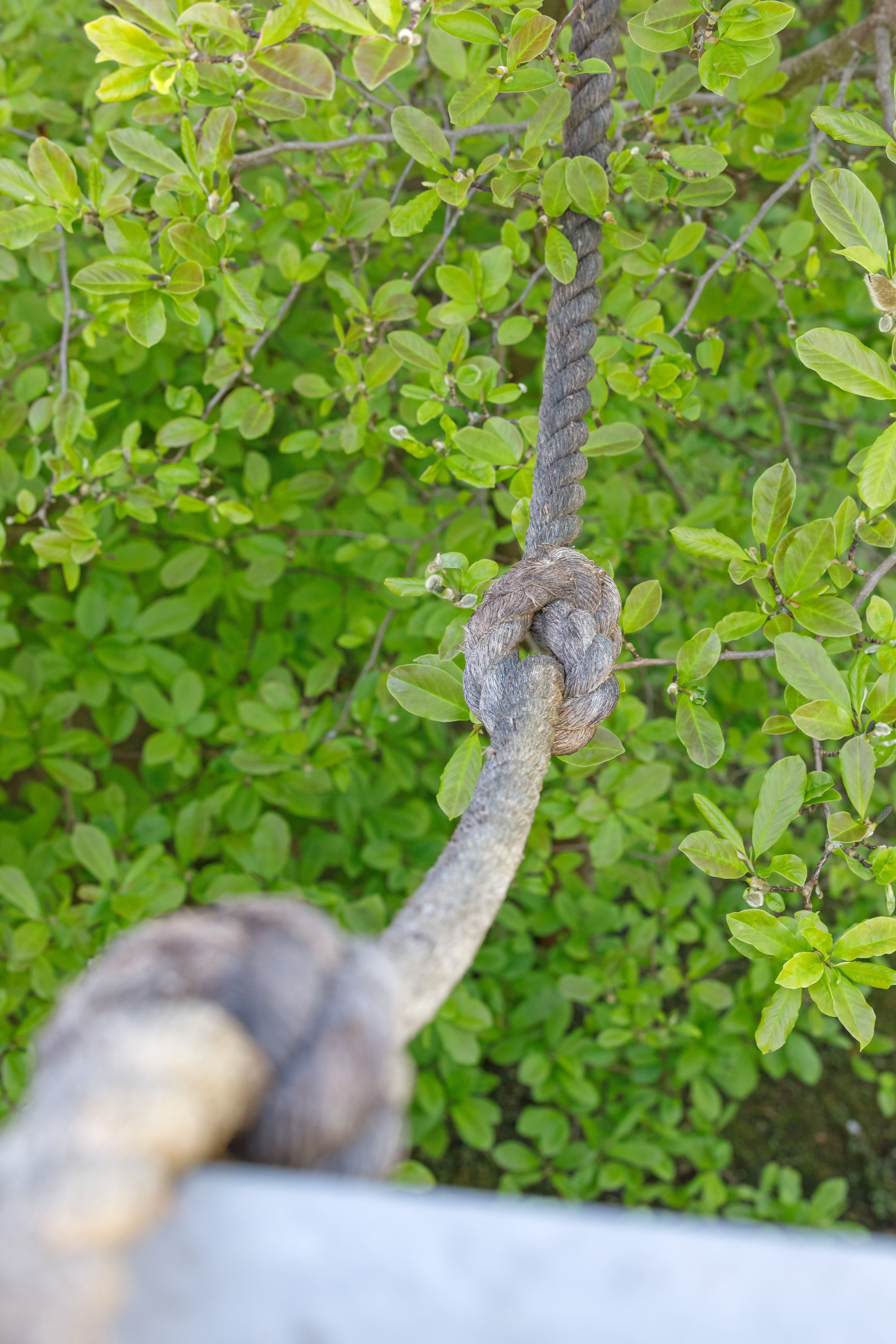 Fotografie: Seil der Eichhörnchenbrücke