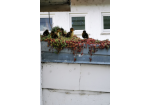 April 2020: Flauschiger Nachwuchs im Gartenamt: Das begrünte Dach des Gartenamtes erweist sich alle Jahre wieder als perfekter Nistplatz für unsere süße Entenfamilie – mit hervorragender Aussicht und vor allem natürlich: sicher! (C) Gartenamt Stadt Regensburg 