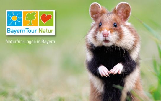 Fotografie - Hamster auf grüner Wiese (C) Bayerisches Staatsministerium für Umwelt und Verbraucherschutz 