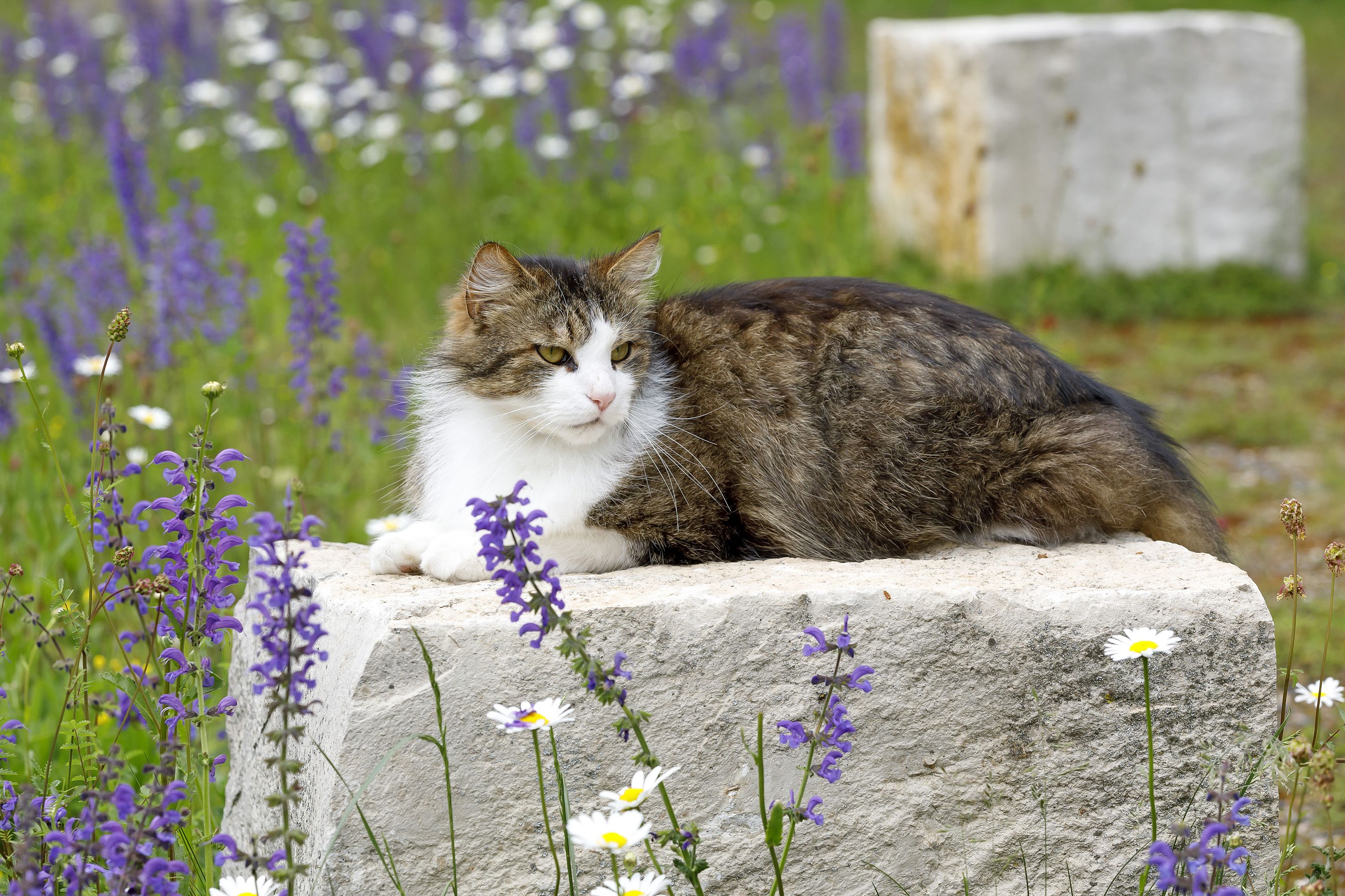 Fotografie – eine Katze liegt auf einem Stein