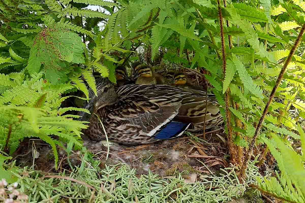 In einem geschützten Eck hat die Ente ihre elf Entenküken ausgebrütet.