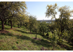 Fotografie: Streuobstwiese mit Blick auf die Altstadt