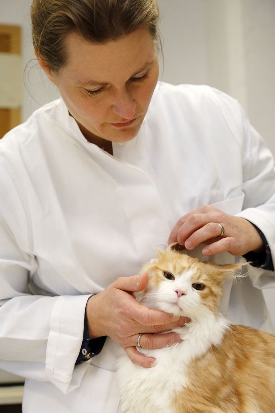 Auch zuhause dreht sich alles um Tiere – die Familie Grandel hat zwei jugendliche Maine Coon Kater.