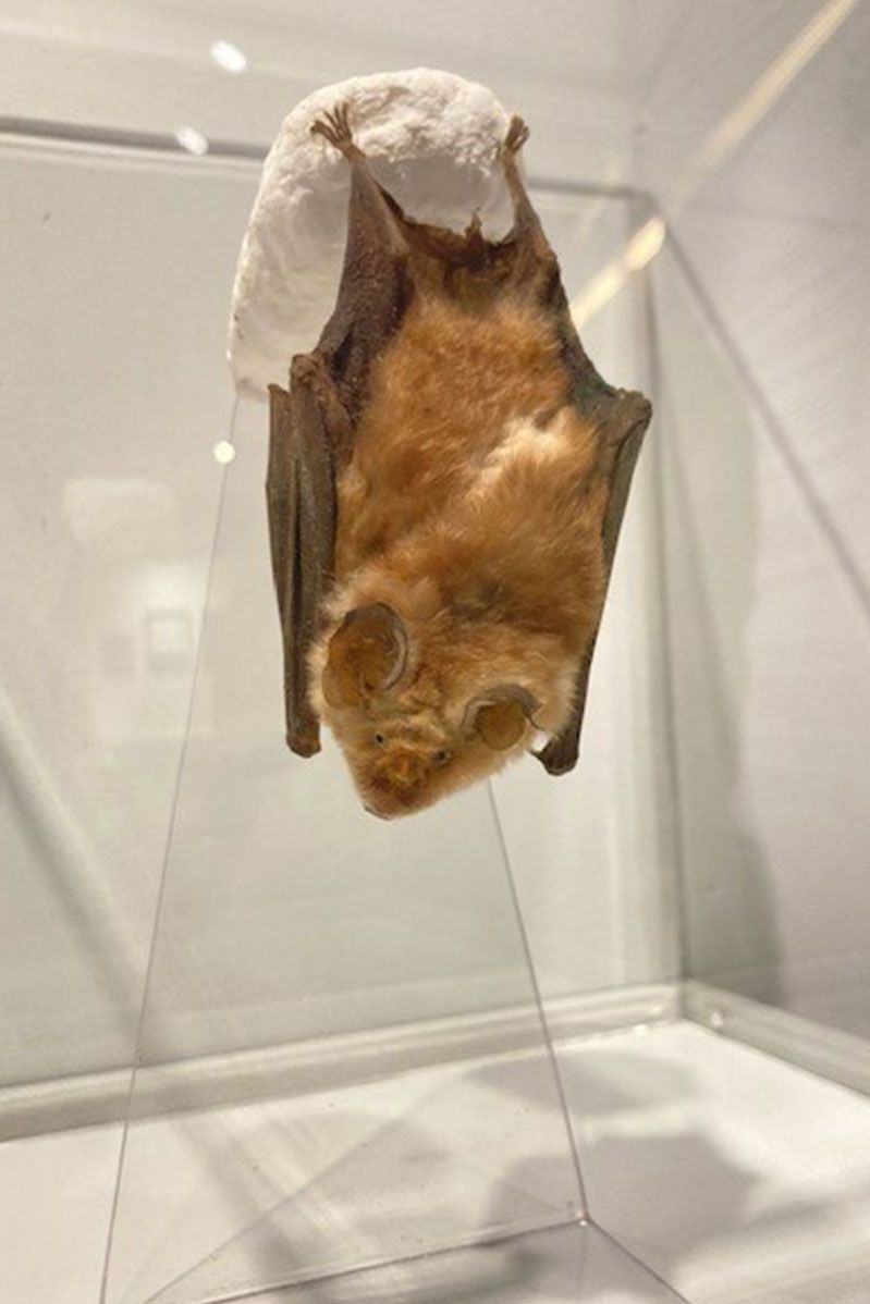 Fotografie - Fledermaus, die kopfüber hängt