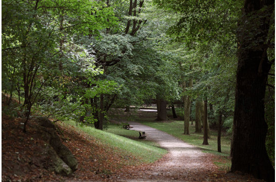 Fotografie: Weg durch den Königswiesener Park