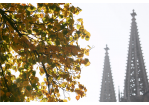 Fotografie: Blick auf einen Laubbaum und die Domspitzen