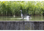 Fotografie: Ein Wasservogel am Rand eines Beckens