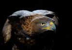 Aquila Chrysaetos © Hanke Stefan