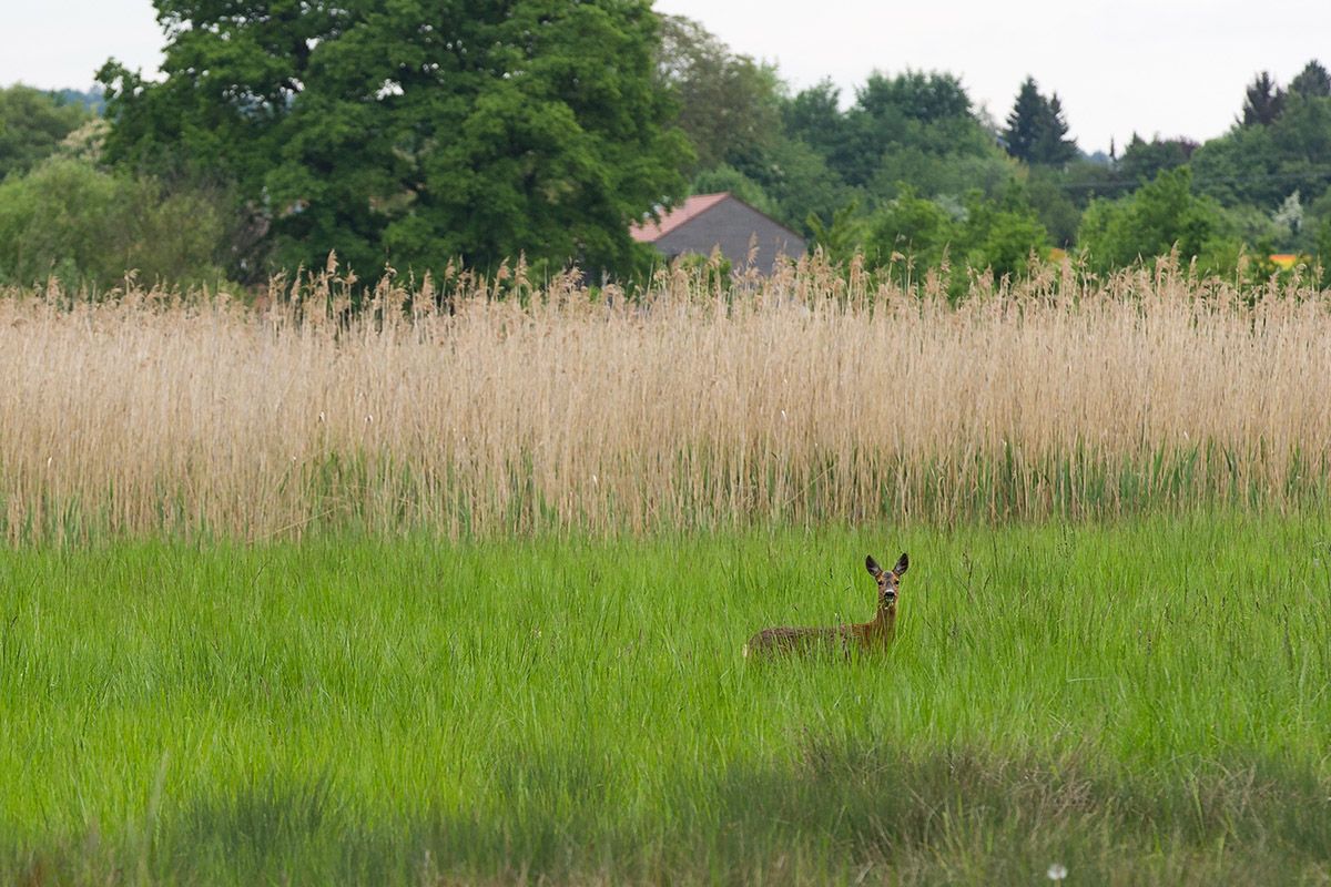 Fotografie - Reh im Park
