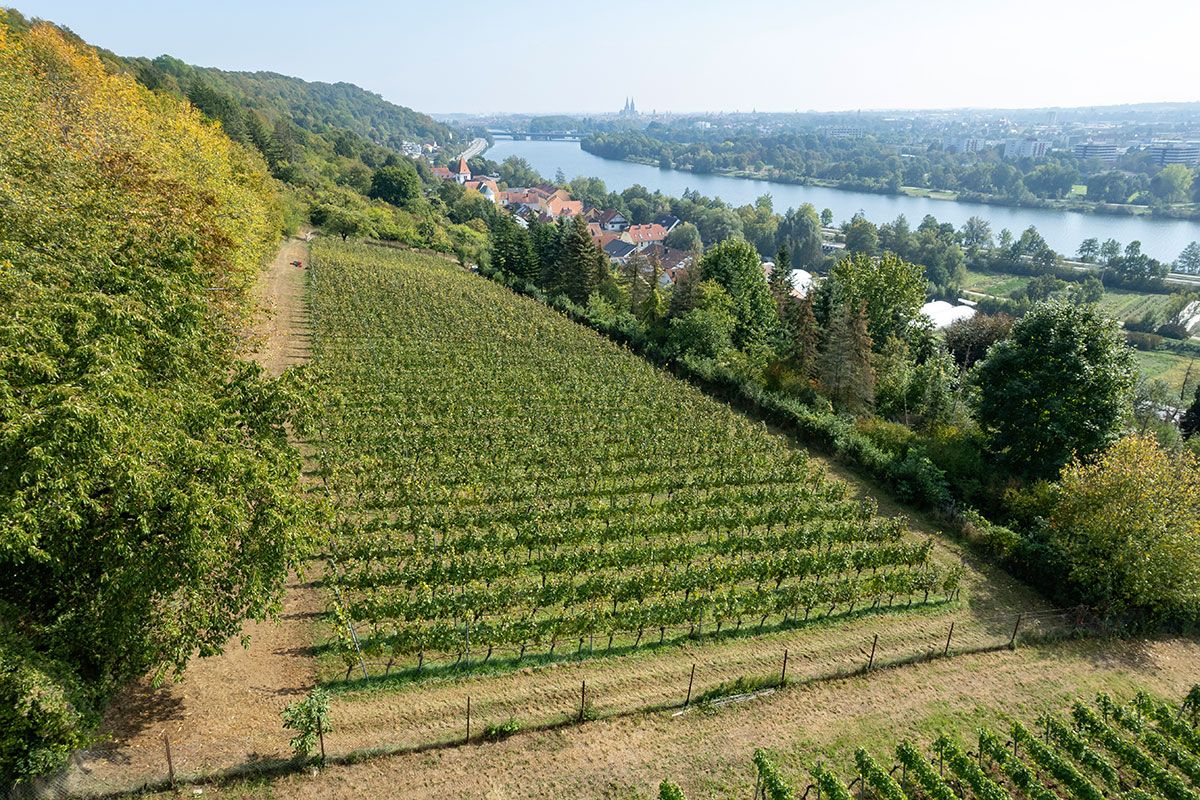 Fotografie -Weinberg