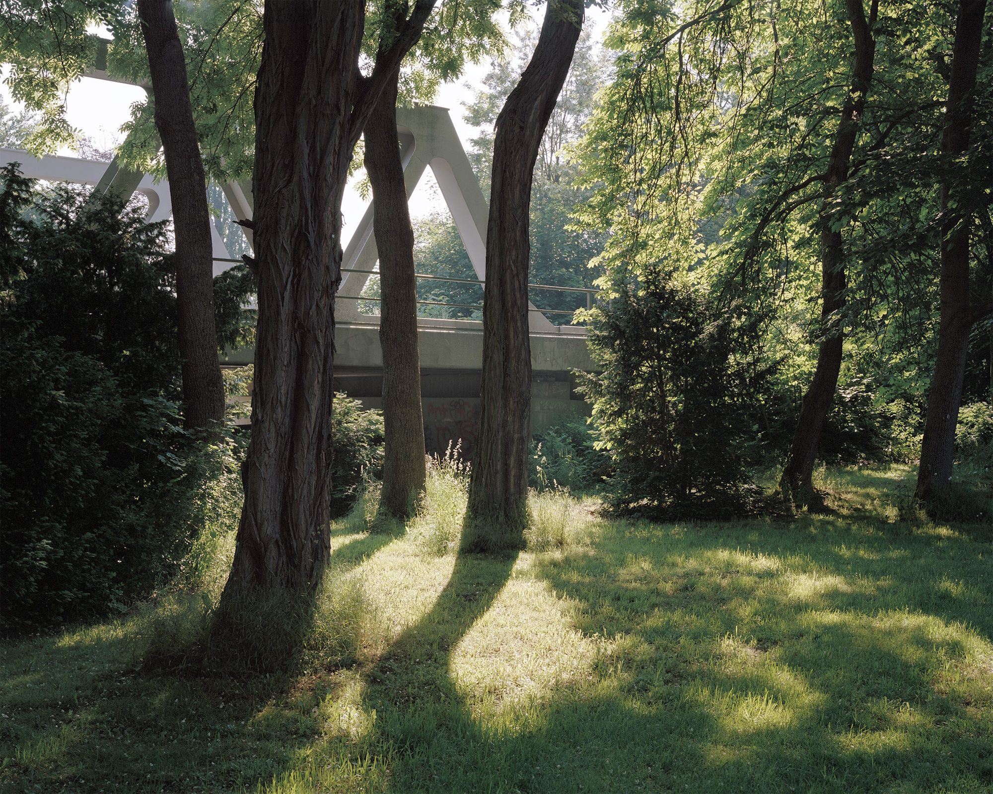 Fotografie – Bäume auf einer grünen Wiese, dahinter ist eine Brücke zu sehen