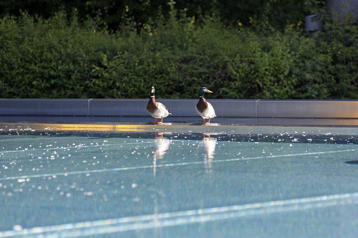 Fotografie: Zwei Enten stehen am Rande eines Schwimmbeckens