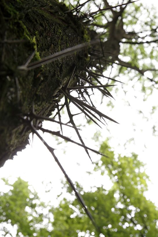 Fotografie: Martialisch muten die Dornen des Christusdorns am Biotop an der Ziegetsdorfer Straße an. © Bilddokumentation Stadt Regensburg